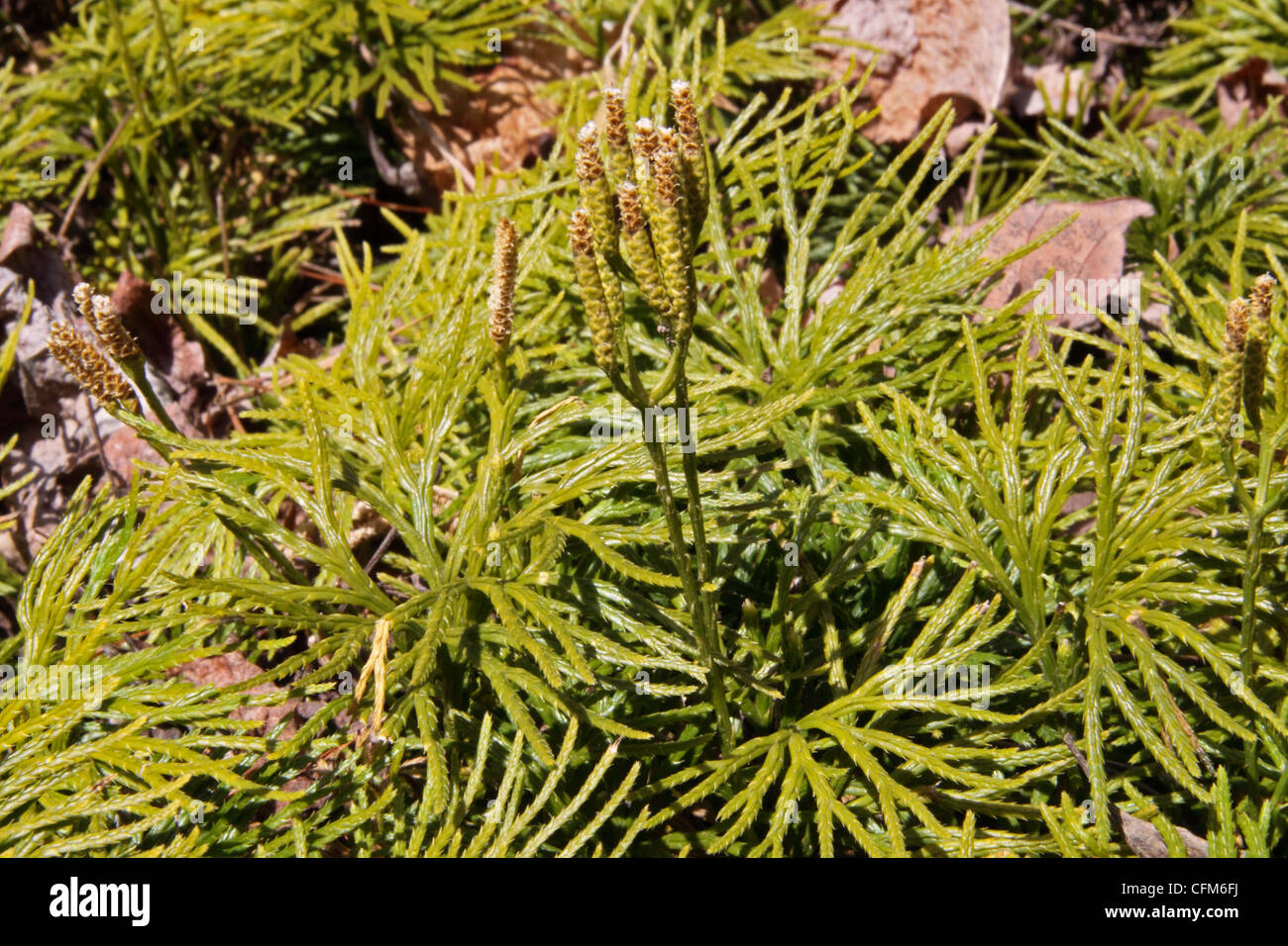 Ground cedar fertile plant growing on bankside in forest in Tennessee Stock Photo