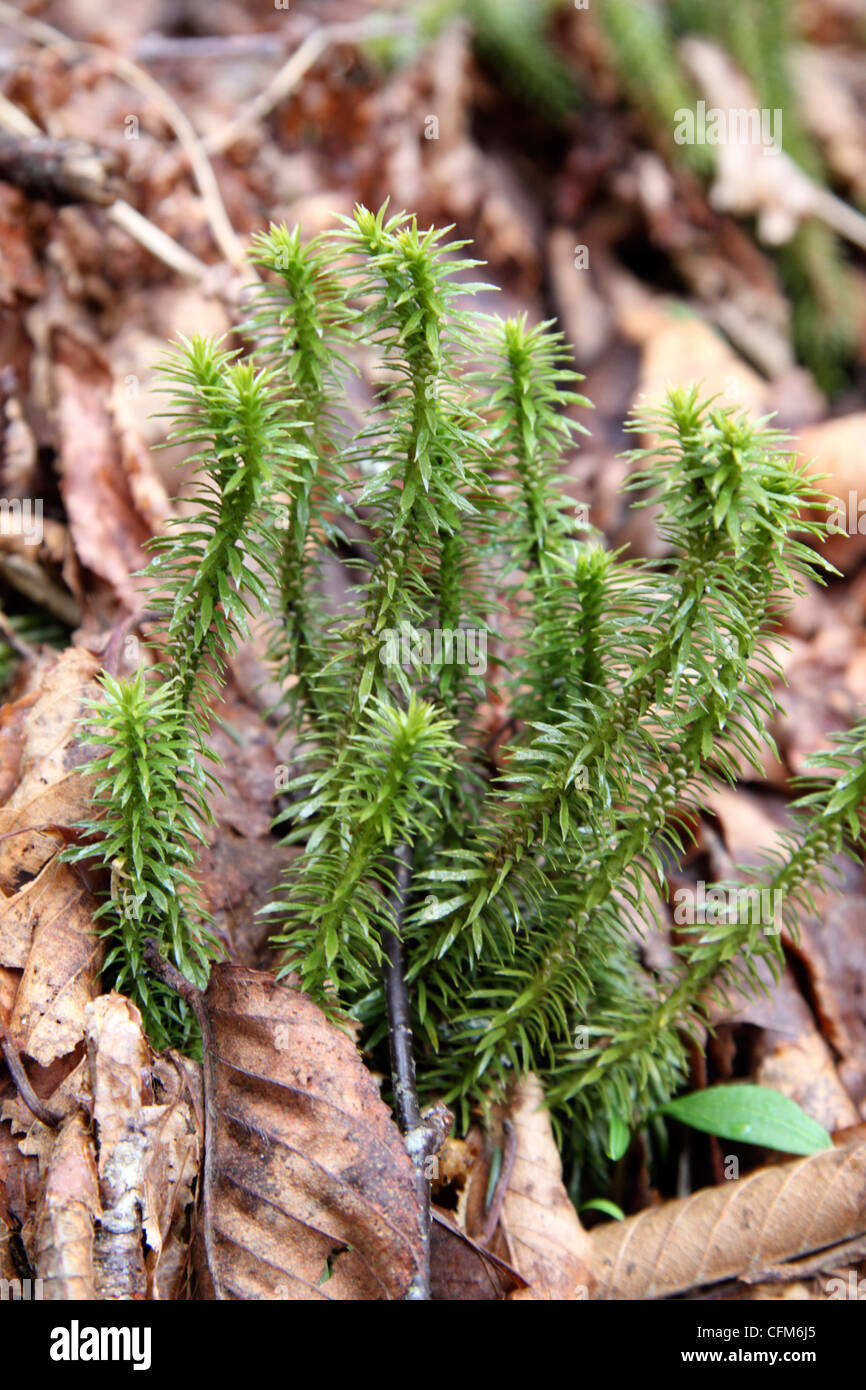 Appalachian fir club moss growing through dead leaves in Tennessee Stock Photo