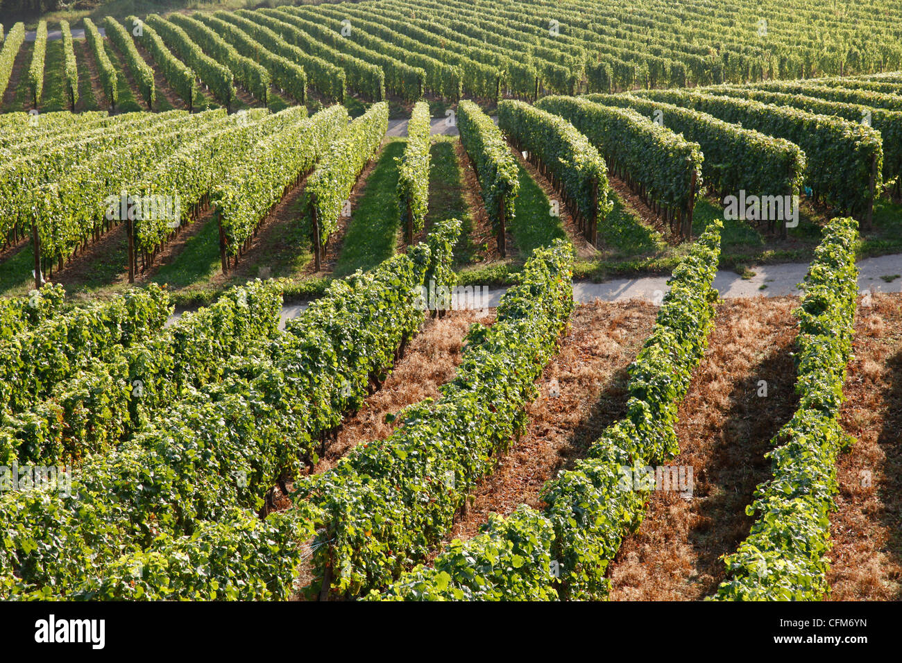 Vineyards near Machtum, Mosel Valley, Luxembourg, Europe Stock Photo