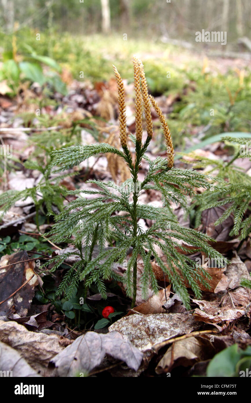 Ground Cover Under Pine Trees