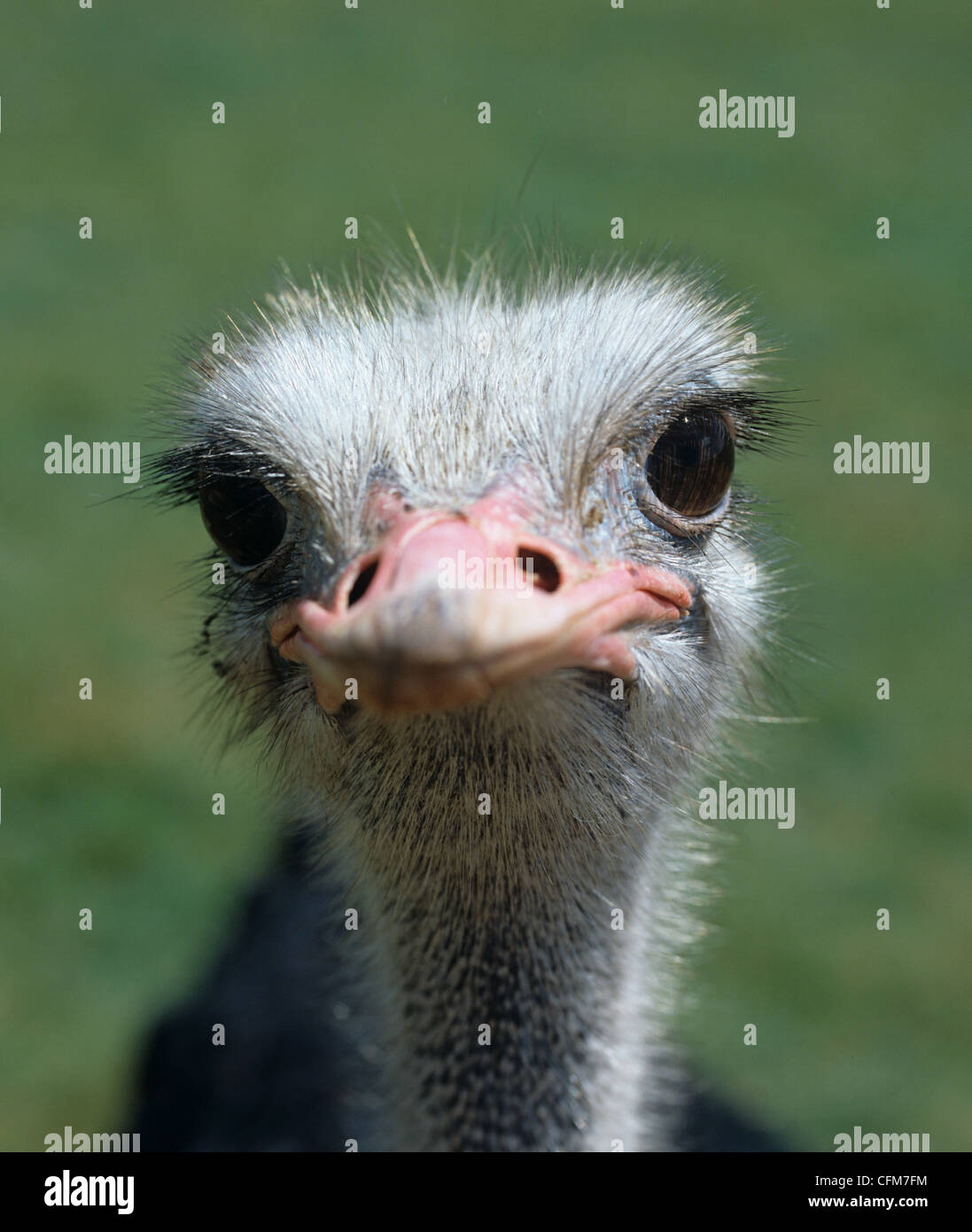 Head and eyes of a male ostrich Stock Photo