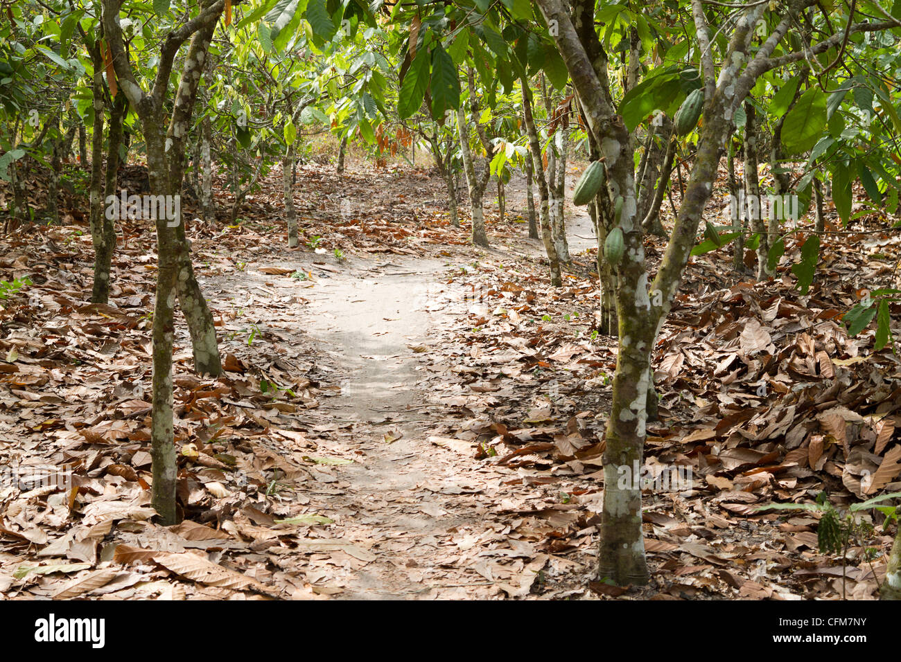 Cacao trees near Dukoue,Ivory Coast ,Cote d'Ivoire,West Africa Stock Photo