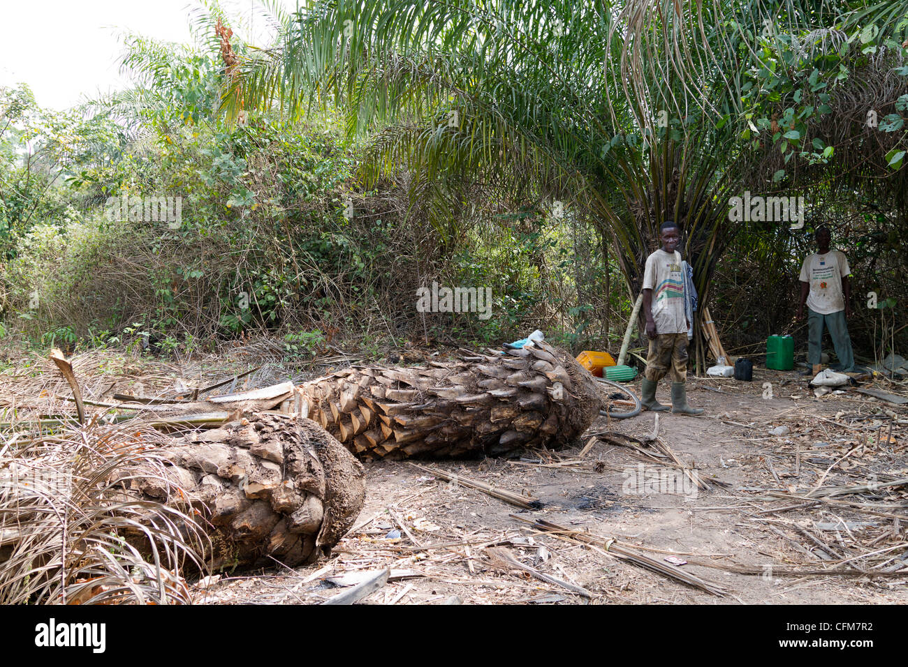 Men making  palm wine in the forest near Dukoue,Ivory Coast ,Cote d'Ivoire,West Africa Stock Photo