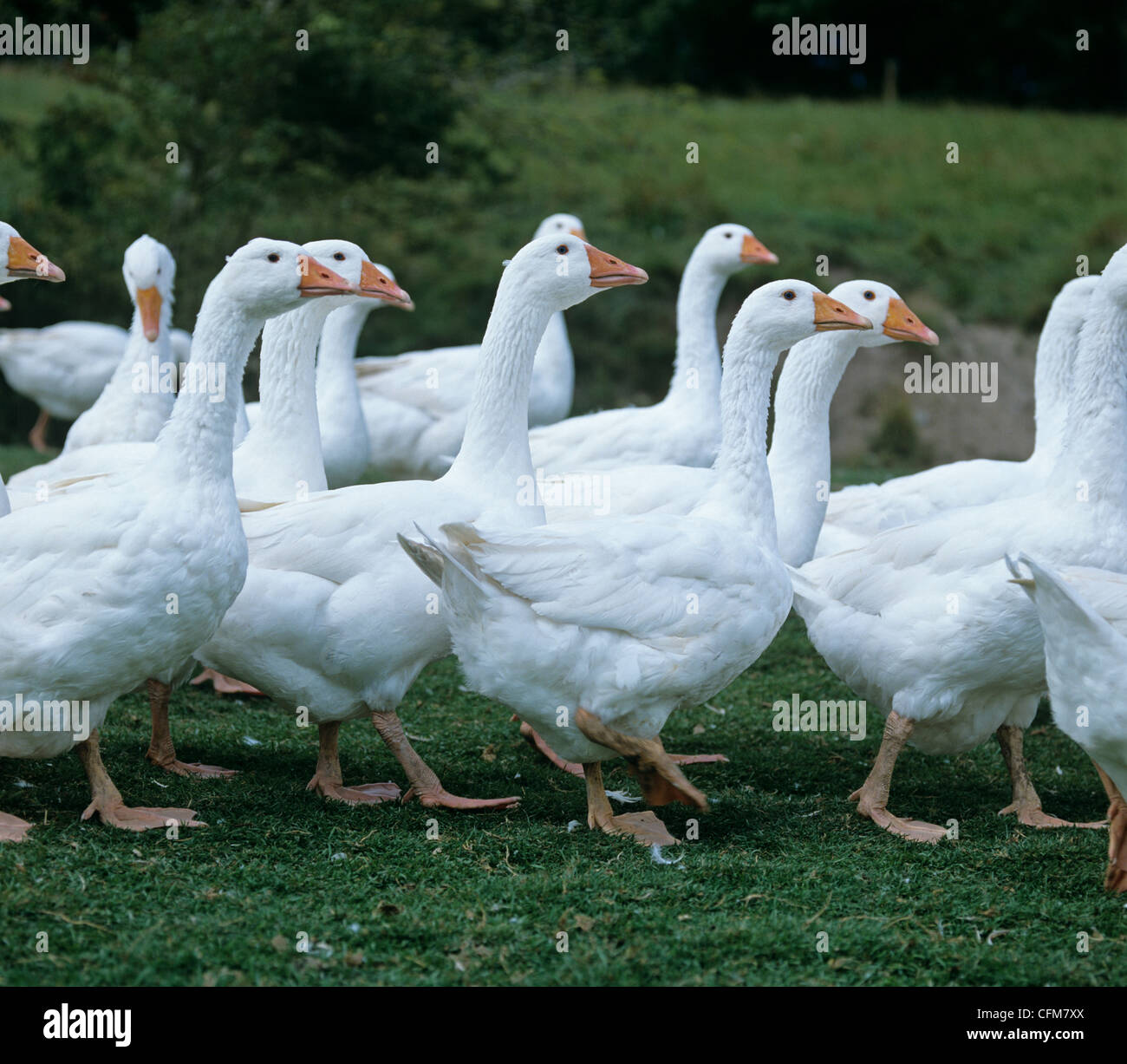 Farmed white geese walking, Dorset Stock Photo