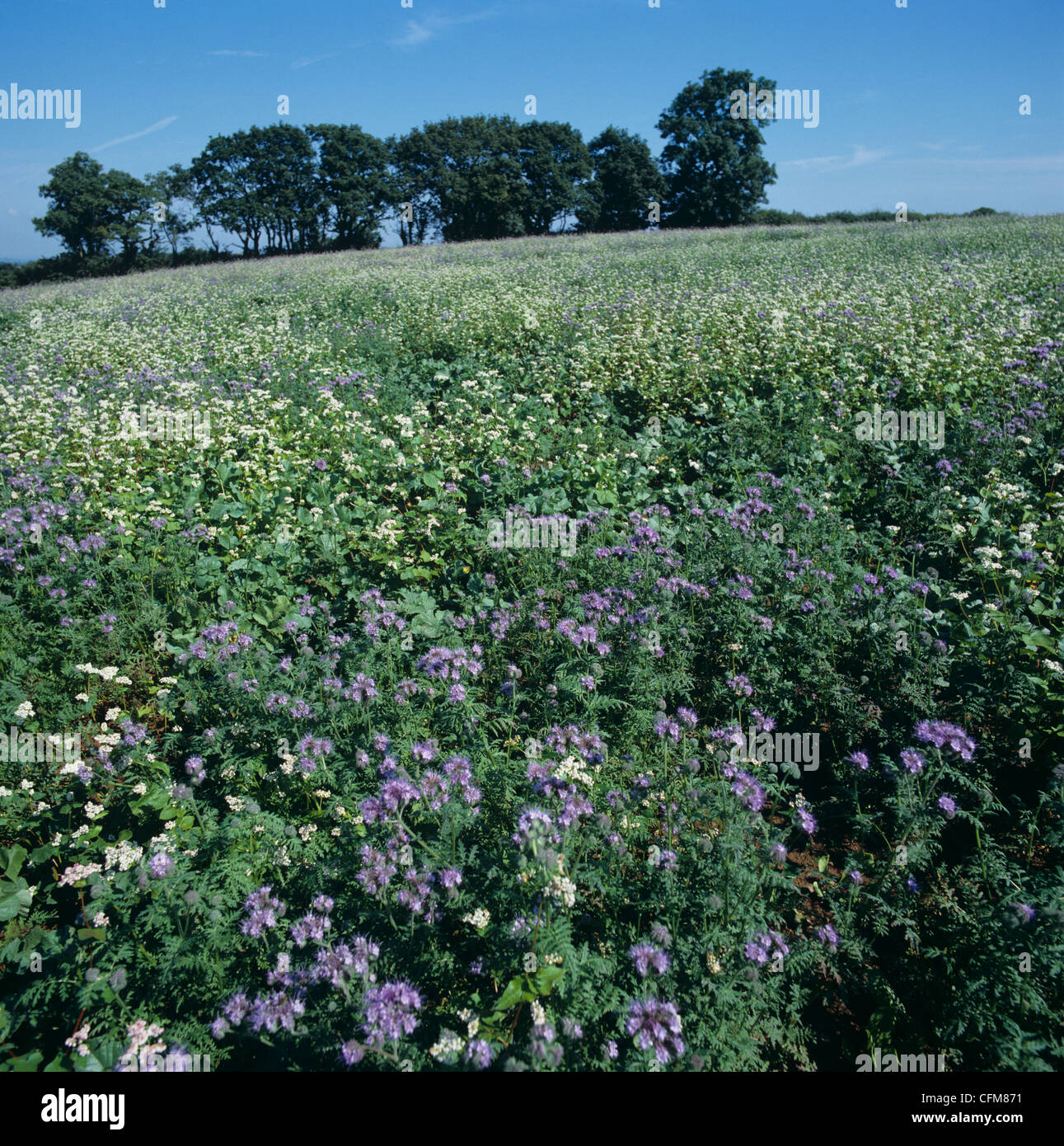 Wildlife meadow with flowering Phacelia, buckwheat & forage radish to attract insects Stock Photo
