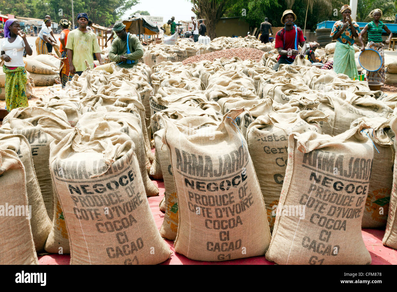 farming cooperative in Dukoue,Ivory Coast ,Cote d'Ivoire,West Africa Stock Photo