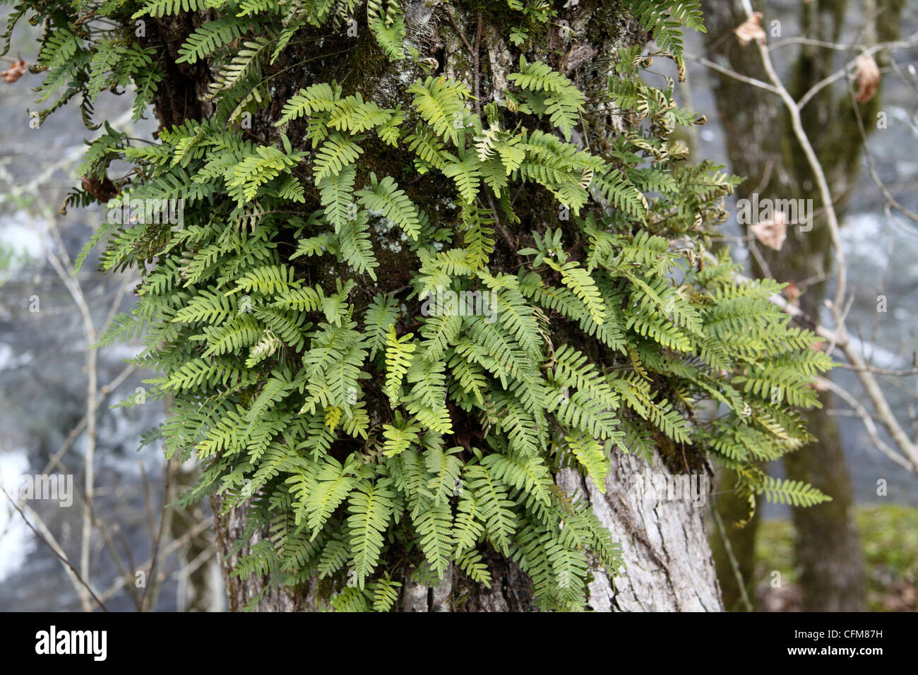 18+ Resurrection Fern Care Gif