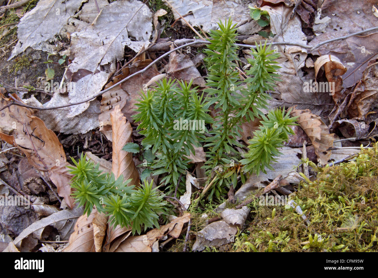 Shining clubmoss growing amongst dead leaves on a forest floor in Tennessee Stock Photo