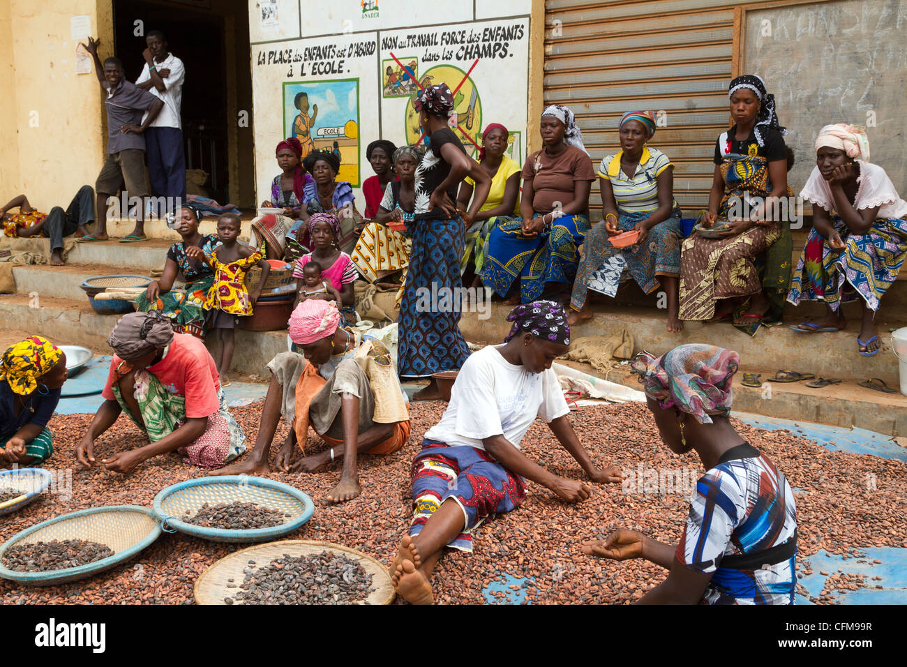 Women sorting  beans of cacao in front of a public notice against the child labor ,Duekoue, Ivory Coast ,Cote d'Ivoire, Stock Photo