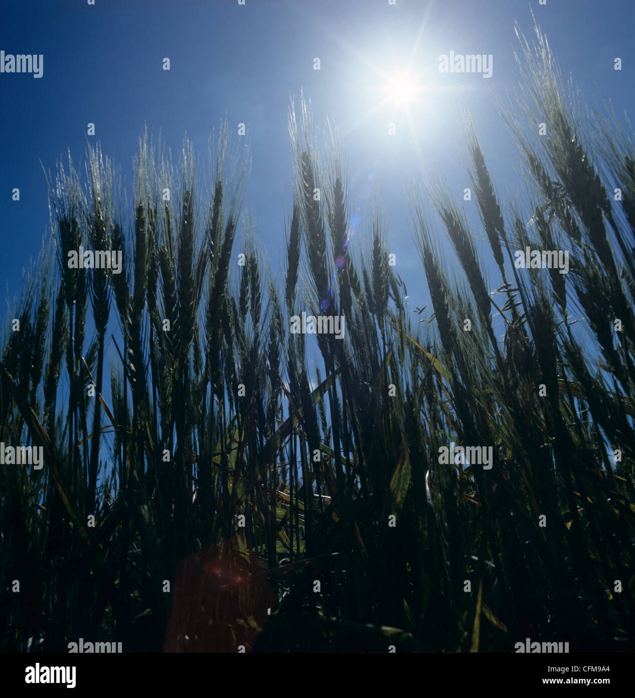 Bearded wheat crop in ear against the midday sun, Kansas, USA Stock Photo
