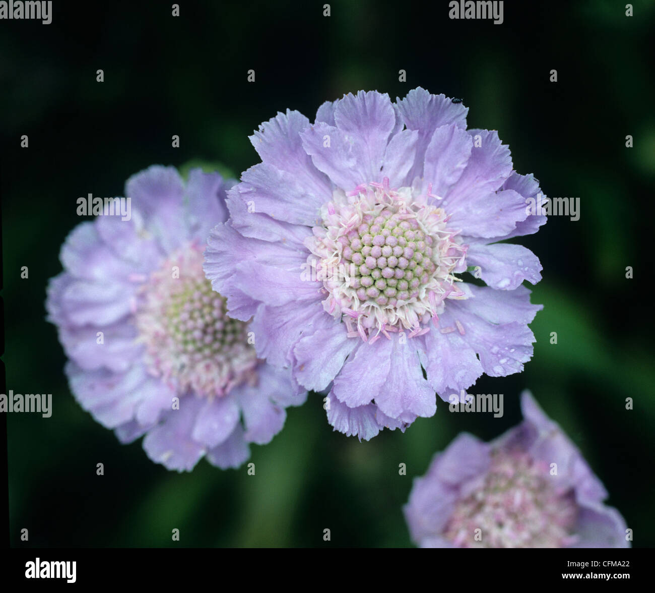 Scabious (Scabiosa caucasia) in flower Stock Photo