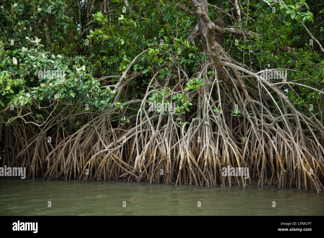 Mangroves, Port Douglas, Queensland, Australia, Pacific Stock Photo