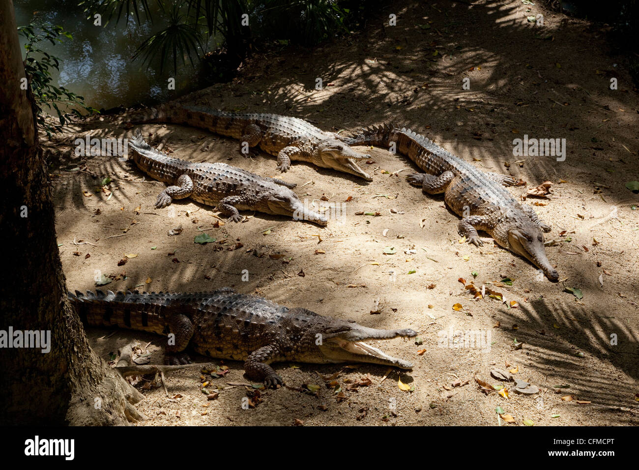 Freshwater crocodiles (Crocodylus johnstoni), The Wildlife Habitat, Port Douglas, Queensland, Australia, Pacific Stock Photo