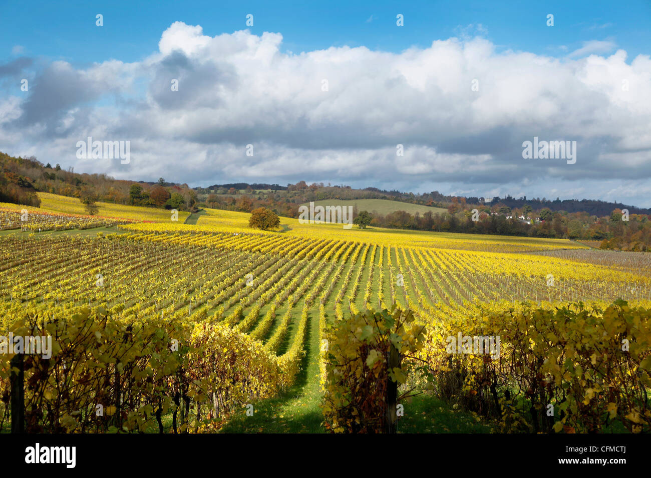 View over autumn vines at Denbies Vineyard, near Dorking, Surrey, England, United Kingdom, Europe Stock Photo