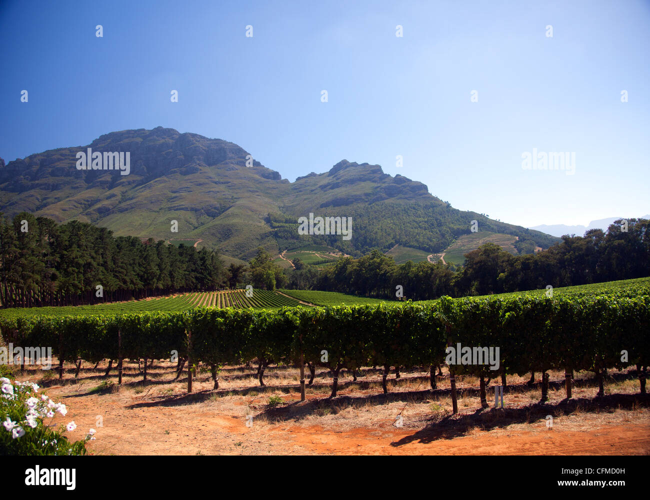 Thelema Wine Estate with Simonsberg Mountain behind Stock Photo