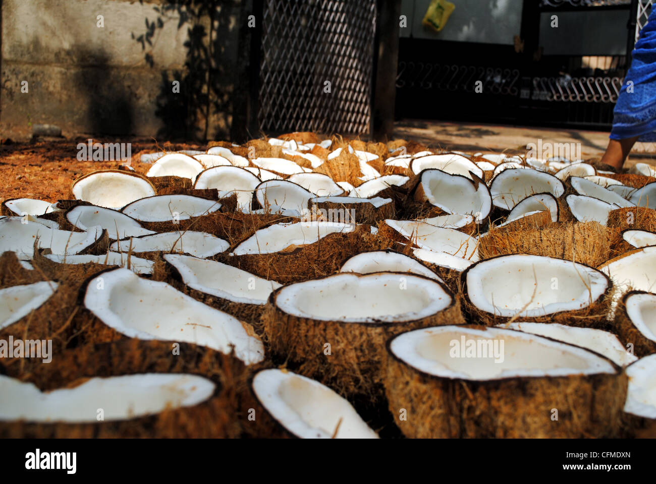 Copra, dried coconut Kernel Stock Photo - Alamy