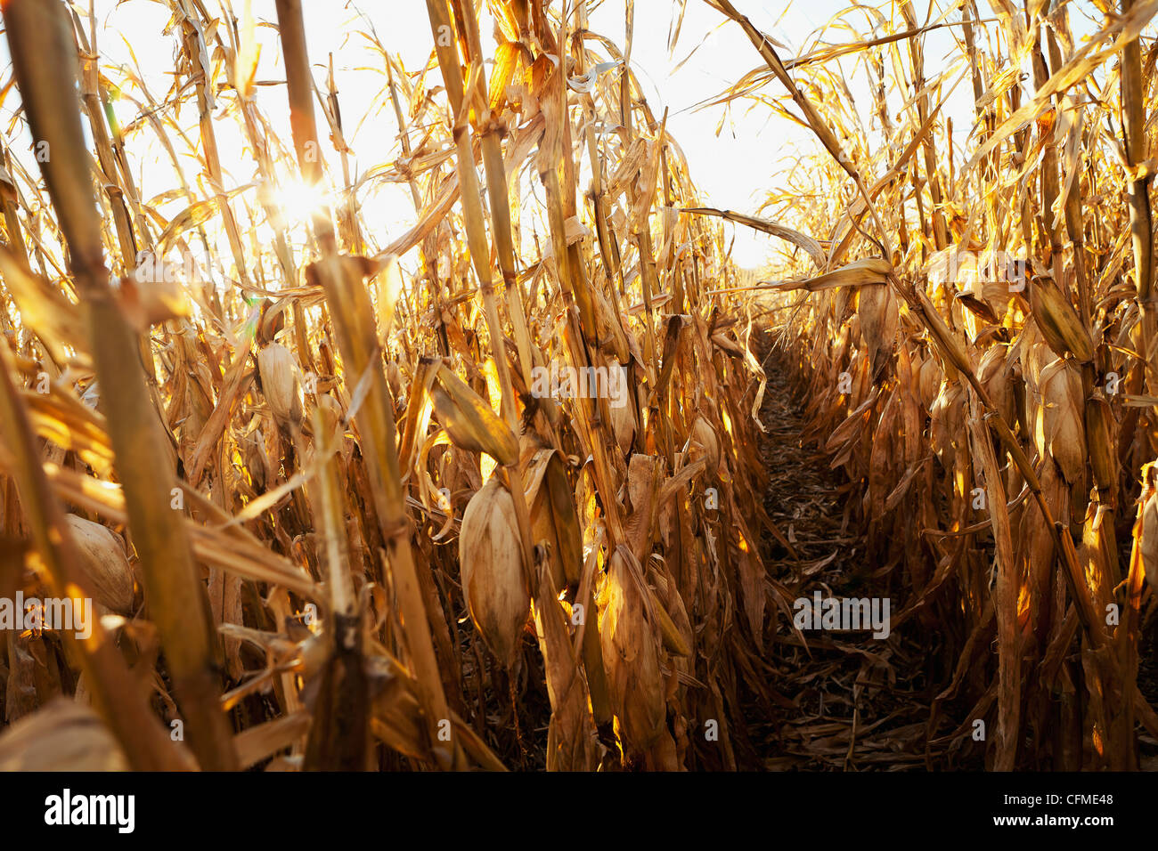 USA, Iowa, Latimer, Field of ripe corn Stock Photo Alamy