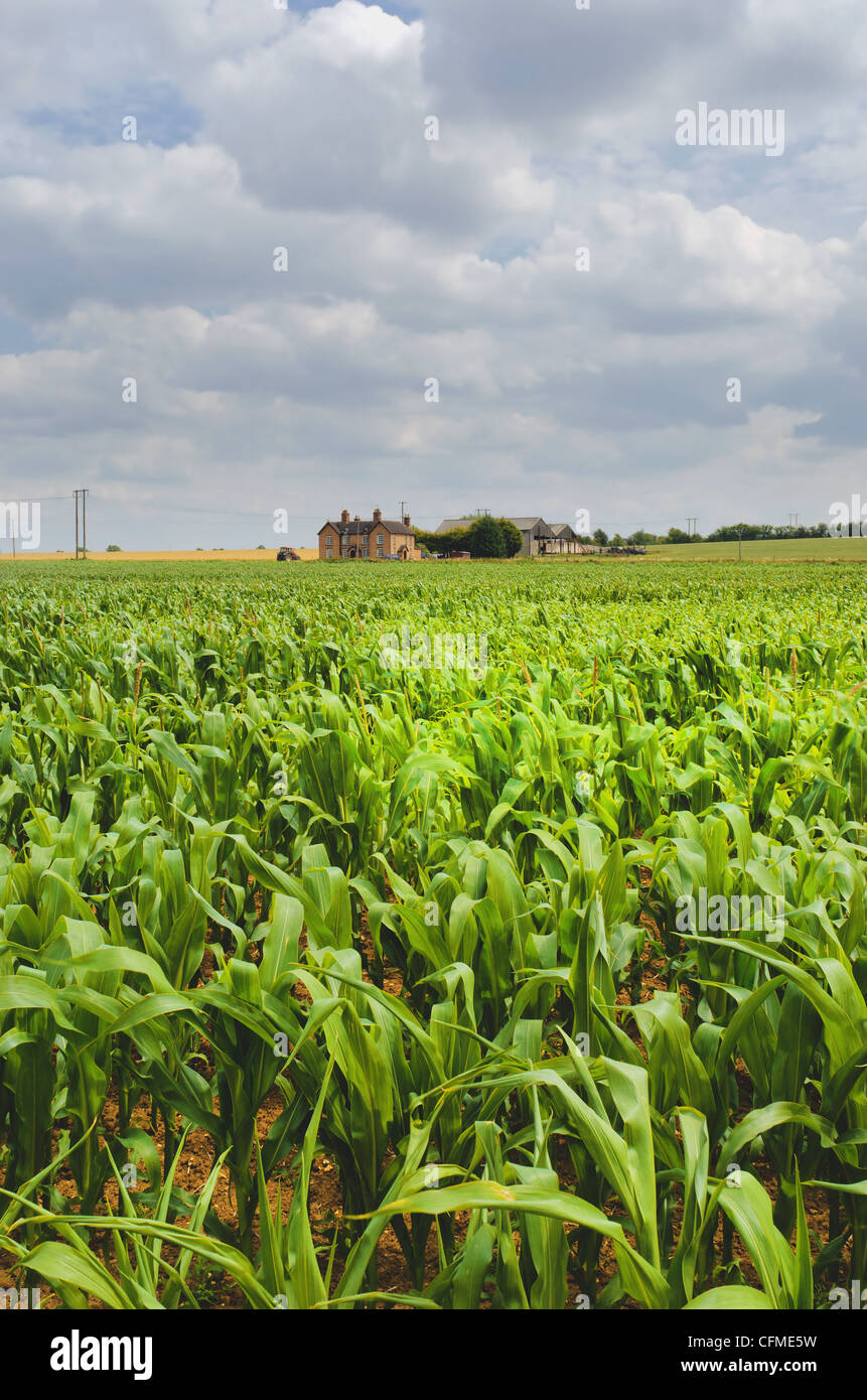 Field of maize with farmhouse in distance, Warwickshire, England, United Kingdom, Europe Stock Photo