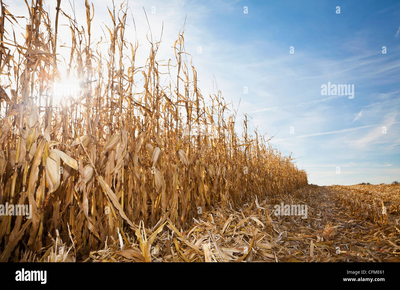 USA, Iowa, Latimer, Partly harvester corn field Stock Photo Alamy