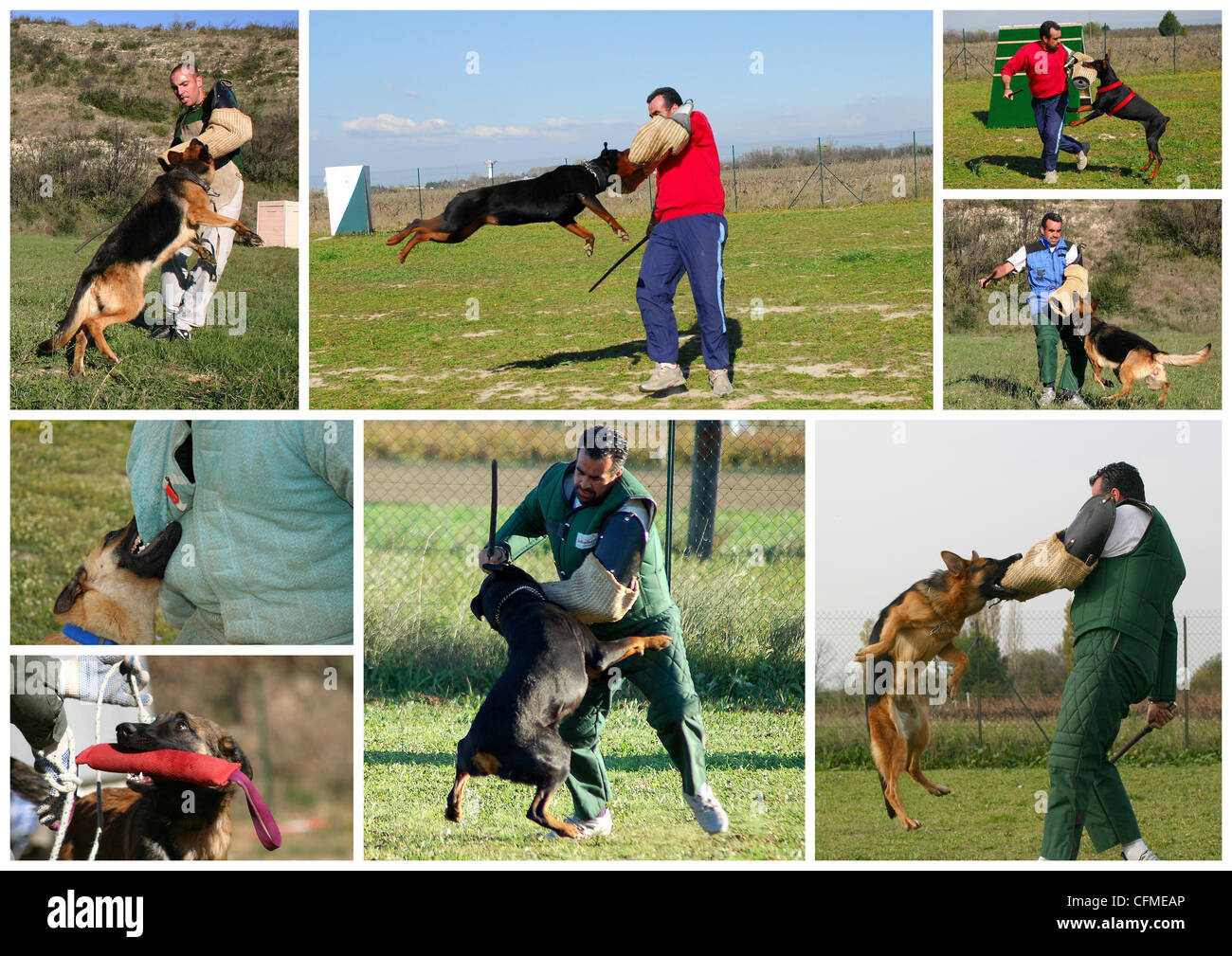 The figurant training police dogs. Attack to a sleeve Stock Photo