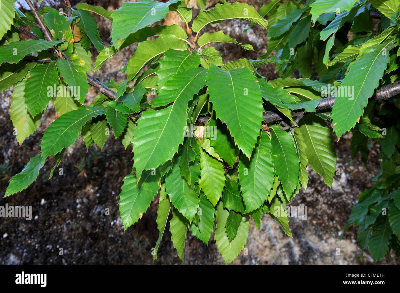 Chestnut tree leaves , Igualeja, Serrania de Ronda, Malaga Province, Andalucia, Spain, Western Europe. Stock Photo