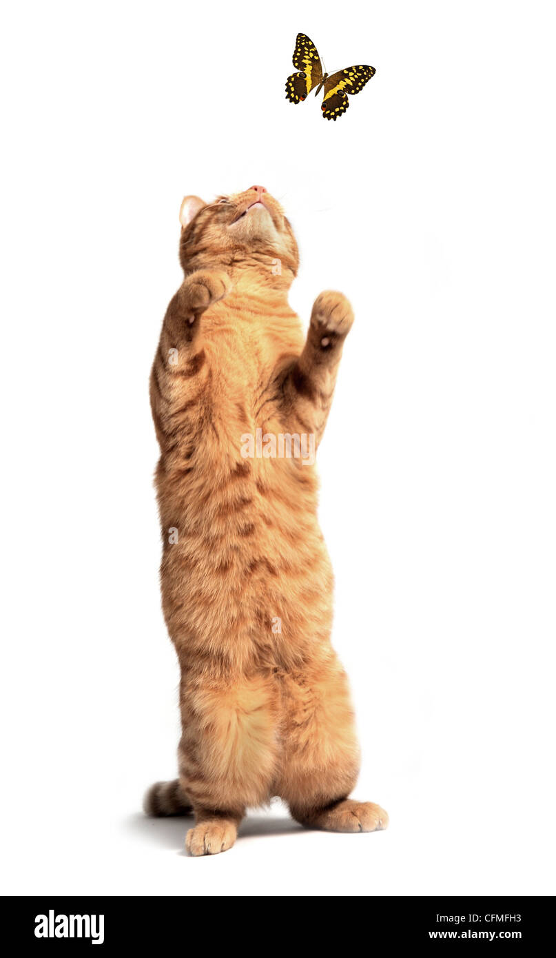 ginger cat upright with a butterfly in front of white background Stock Photo