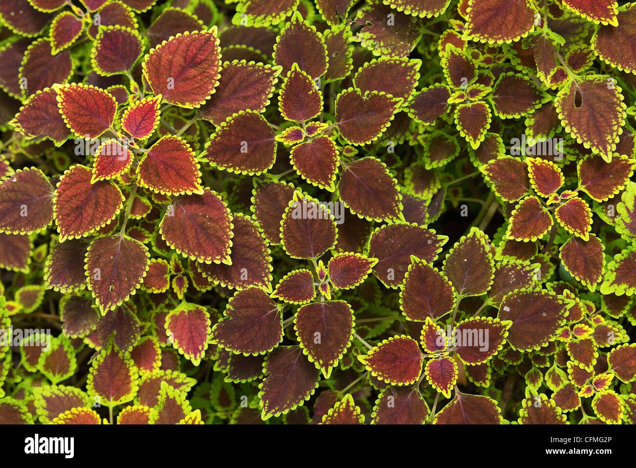 Colourful variegated Coleus or Painted Nettle, Royal Botanic Gardens, Peradeniya, near Kandy, Sri Lanka, Asia Stock Photo