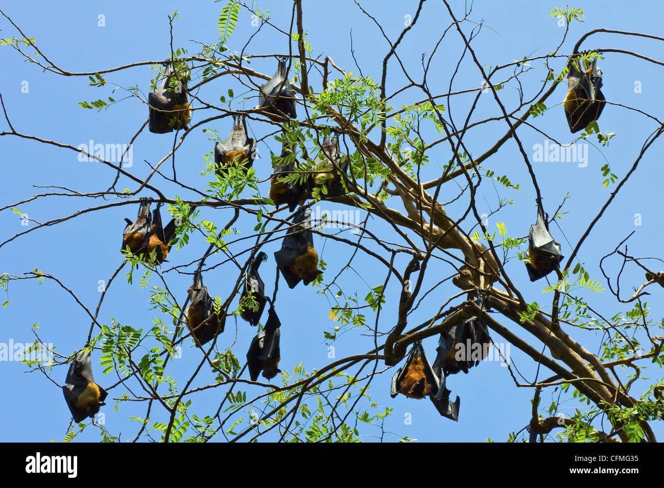 Indian flyingfoxes (fruit bats) roosting in the 60 hectare Royal
