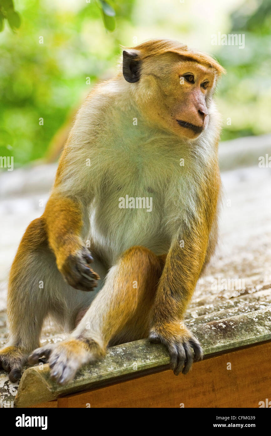 Toque macaque monkey, named for its hair, endangered, Royal Botanic Gardens, Peradeniya, Kandy, Sri Lanka, Asia Stock Photo