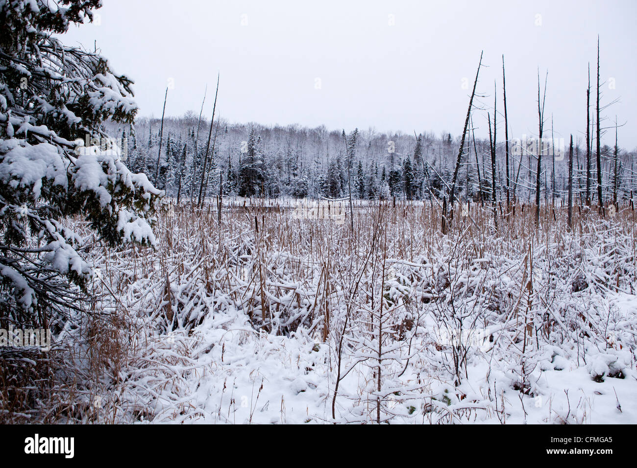 A winter wonderland in Gilmour, Ontario, Canada Stock Photo Alamy