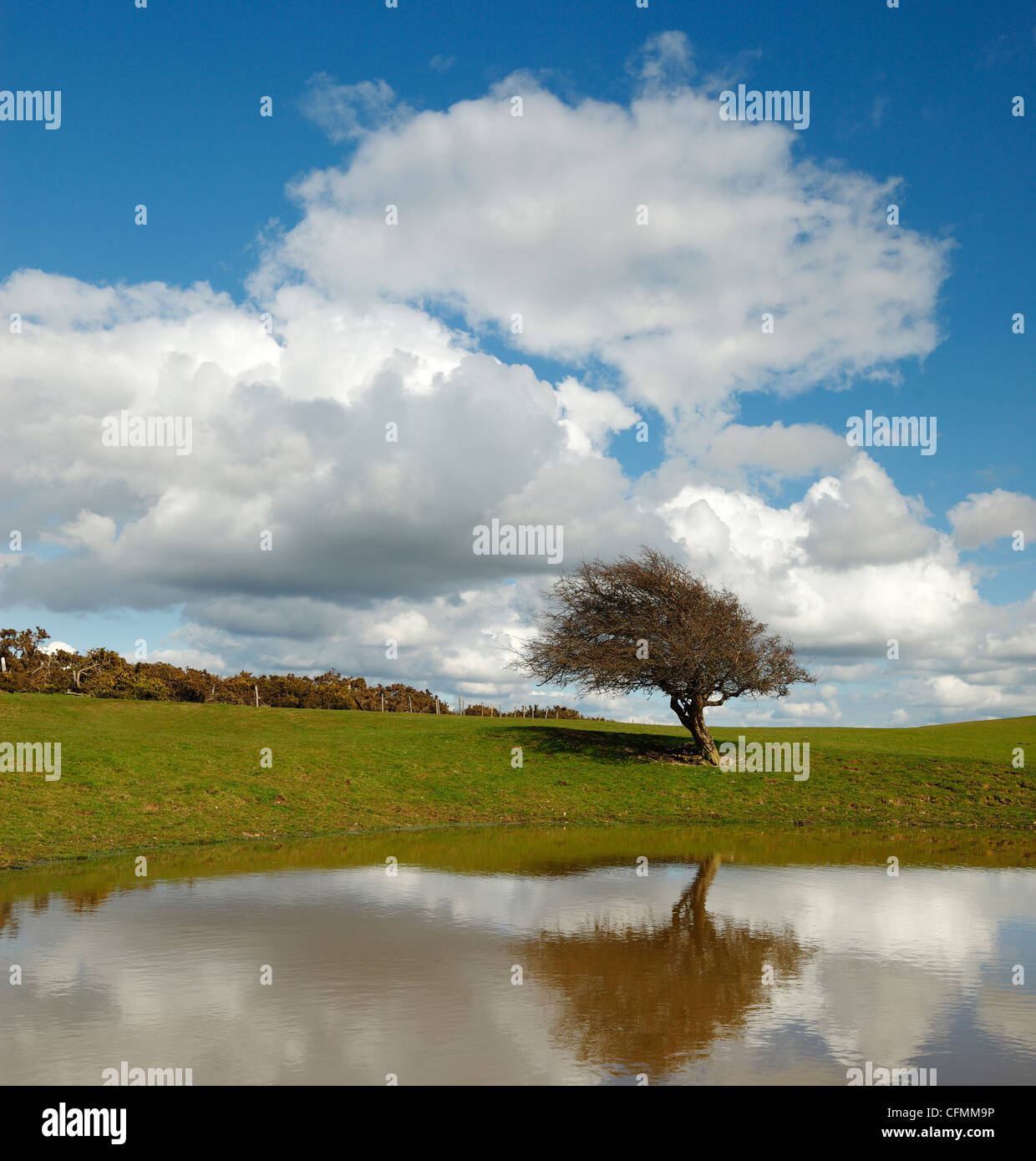 Ditchling Beacon dew pond. Stock Photo