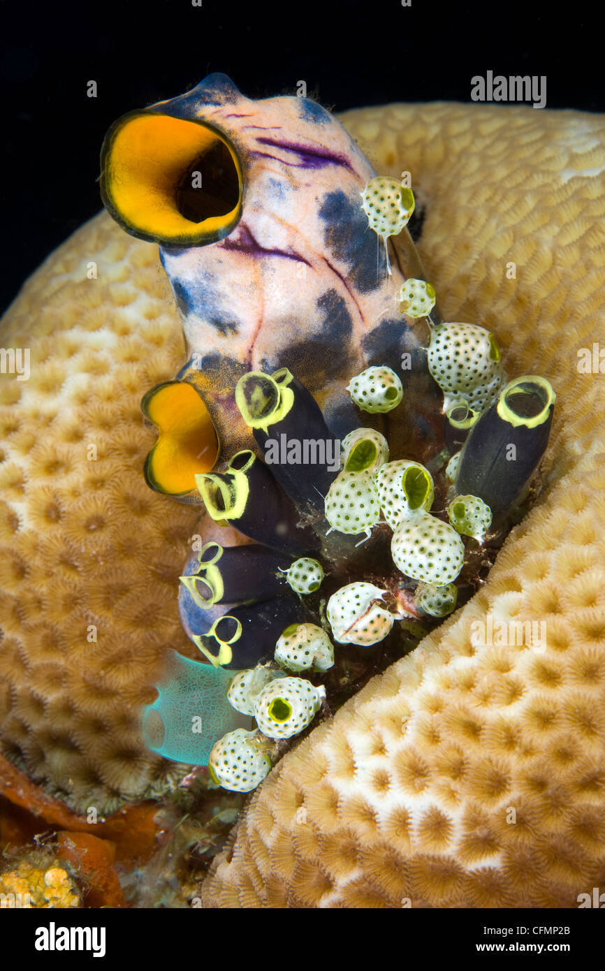 Tunicates or ascidians, Han Reef dive site, Gili Air, Lombok, Indonesia, Pacific Ocean Stock Photo