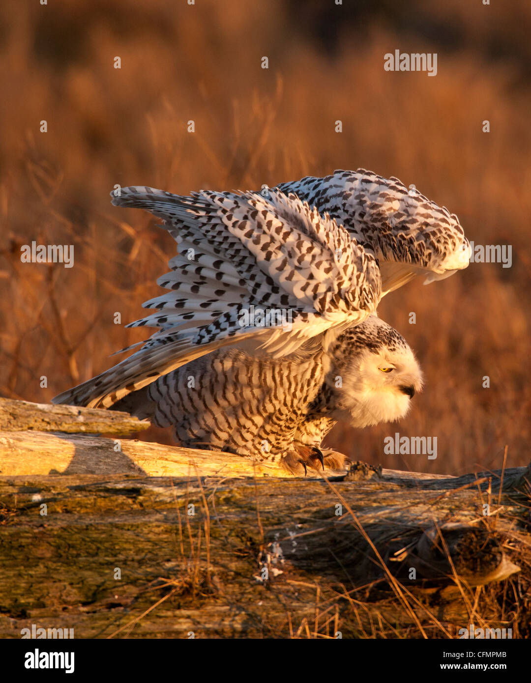 Snowy owl  ruffling feathers while perched on log in marsh-Boundary Bay, British Columbia, Canada. Stock Photo