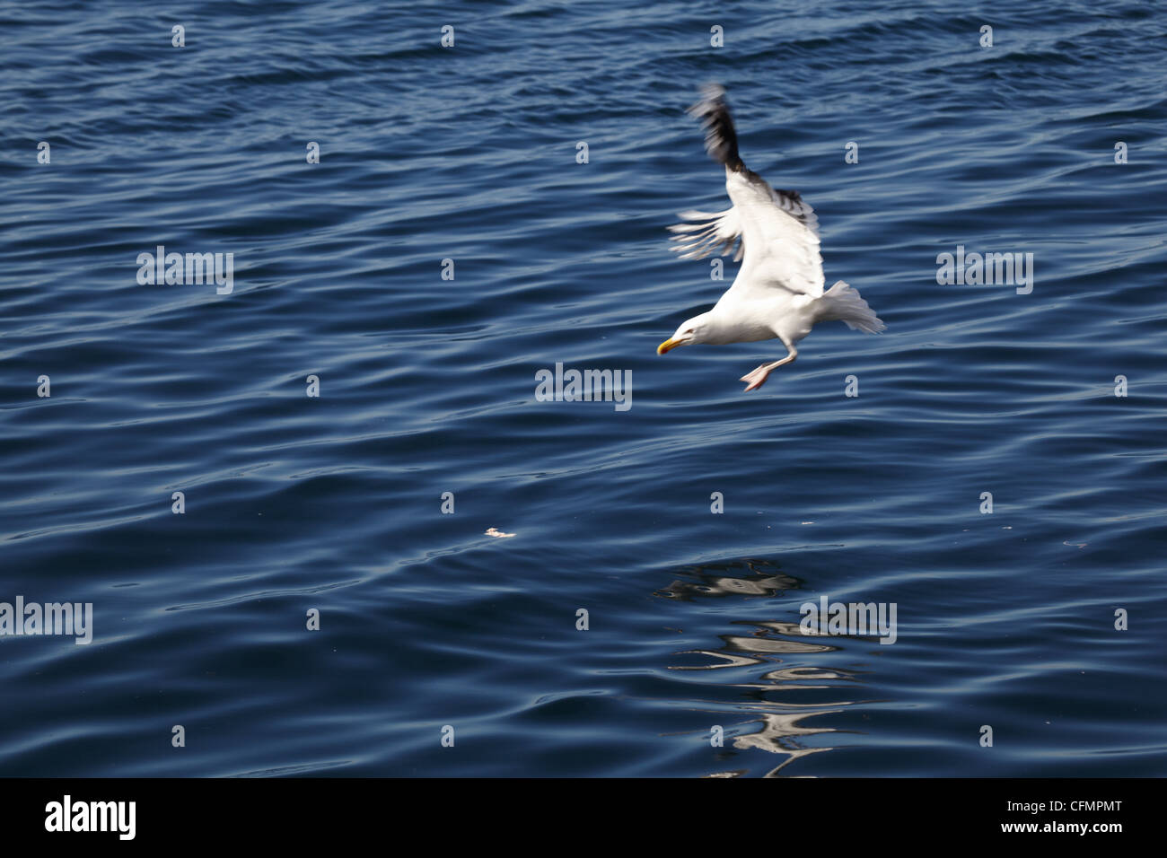 Black-backed gulls (Larus marinus). Svartbak. Norway. Atlantic ocean. Northern part. Stock Photo