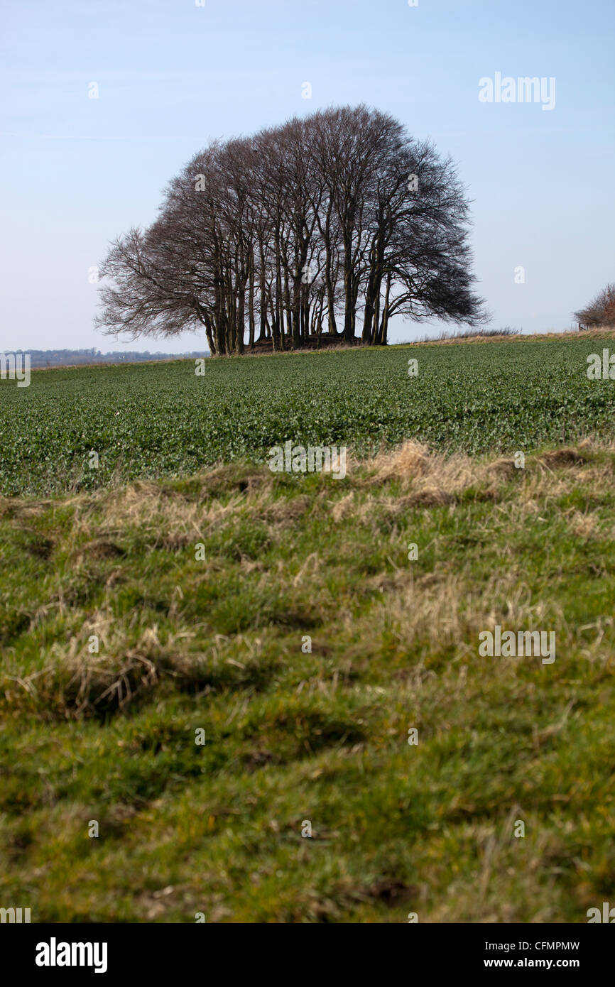 Copse of Trees Stock Photo - Alamy