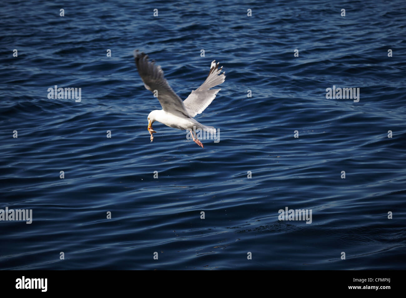 Black-backed gulls (Larus marinus). Svartbak. Norway. Atlantic ocean. Northern part. Stock Photo