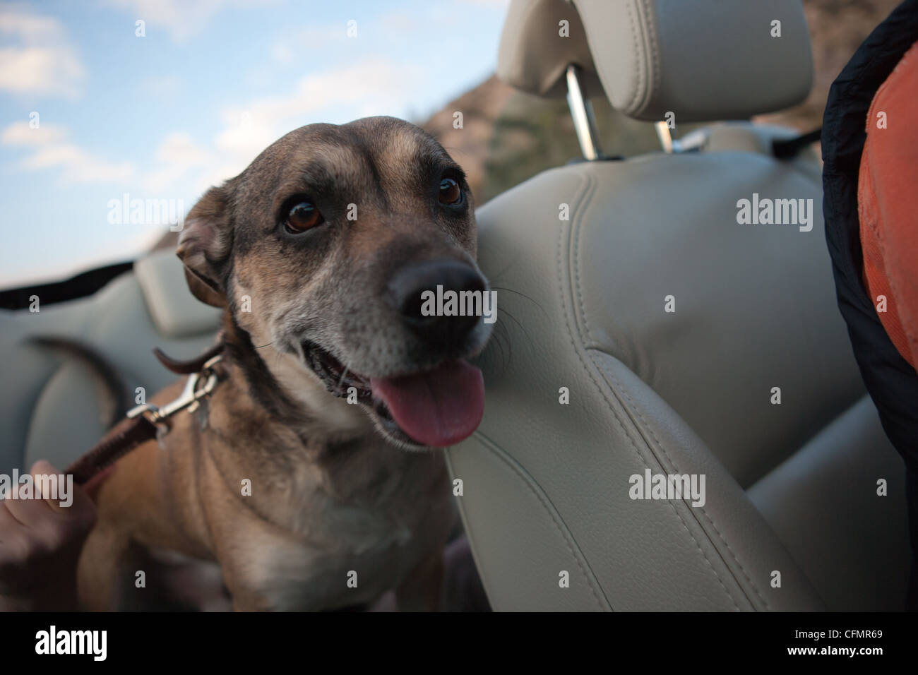 Dog convertible hires stock photography and images Alamy