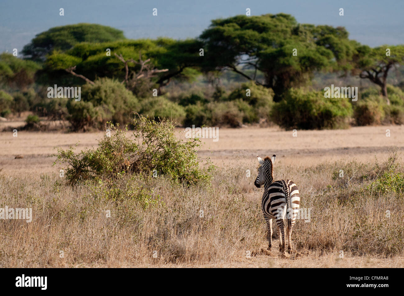 zebra in Amboseli Nationalpark, Kenya Stock Photo