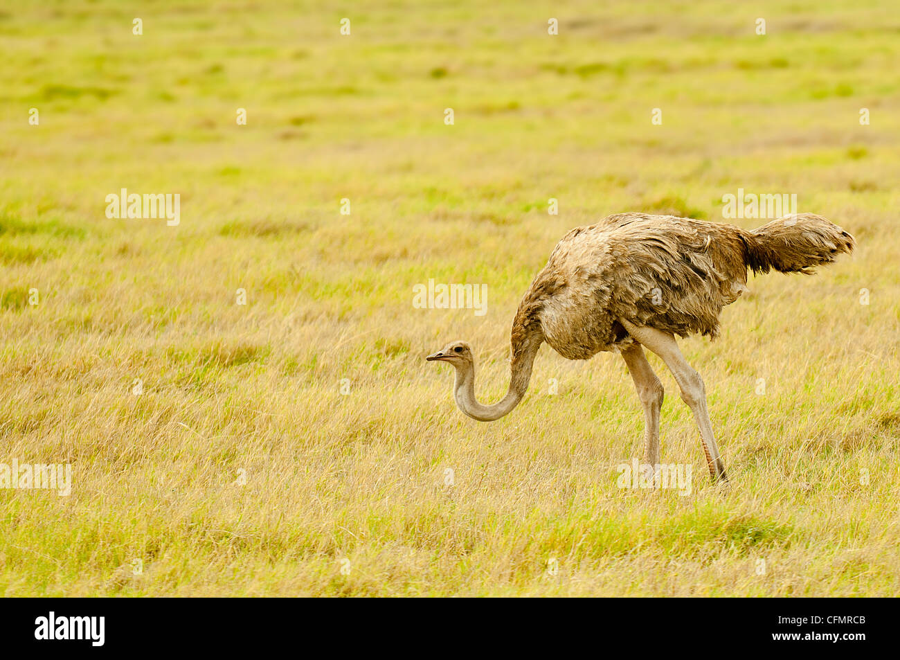 female ostrich in Amboseli Nationalpark, Kenya Stock Photo