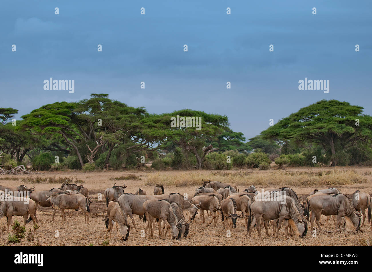 group of wildbeasts in Amboseli nationalpark, Kenya Stock Photo