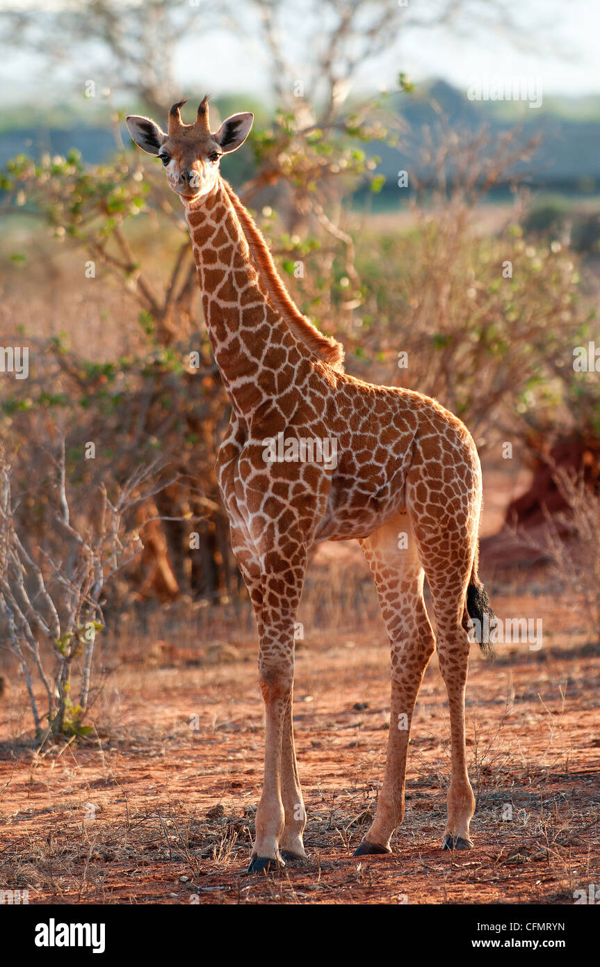baby giraffe in tsavo east nationalpark, kenya Stock Photo