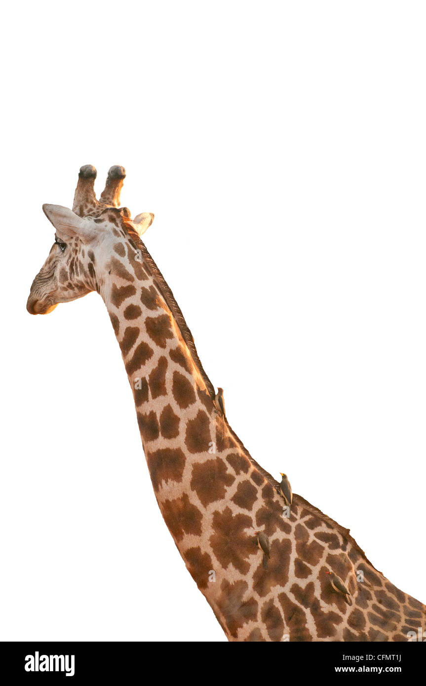 giraffe on white ground Stock Photo