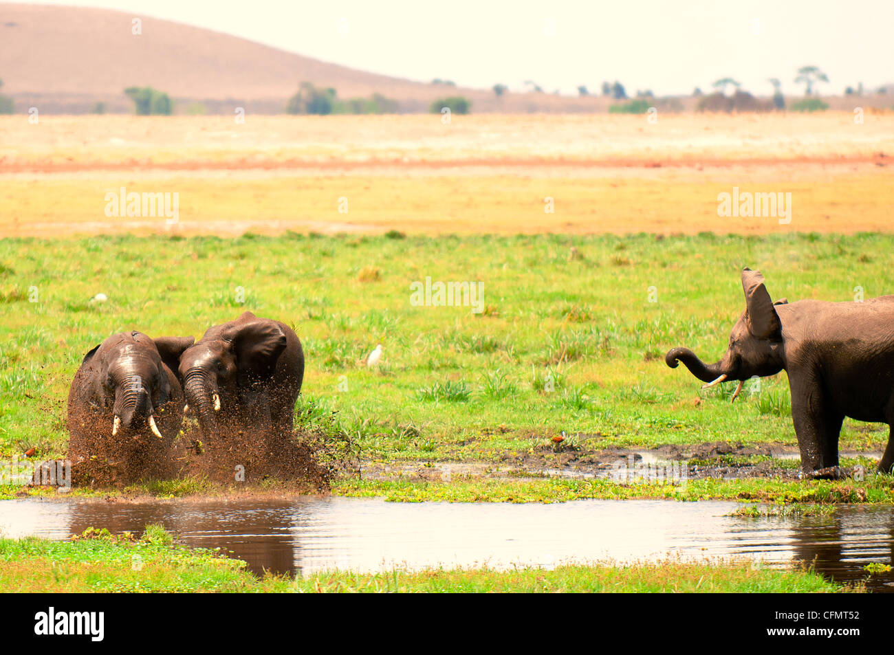 Fighting elephants in Amboseli Nationapark, Kenya Stock Photo