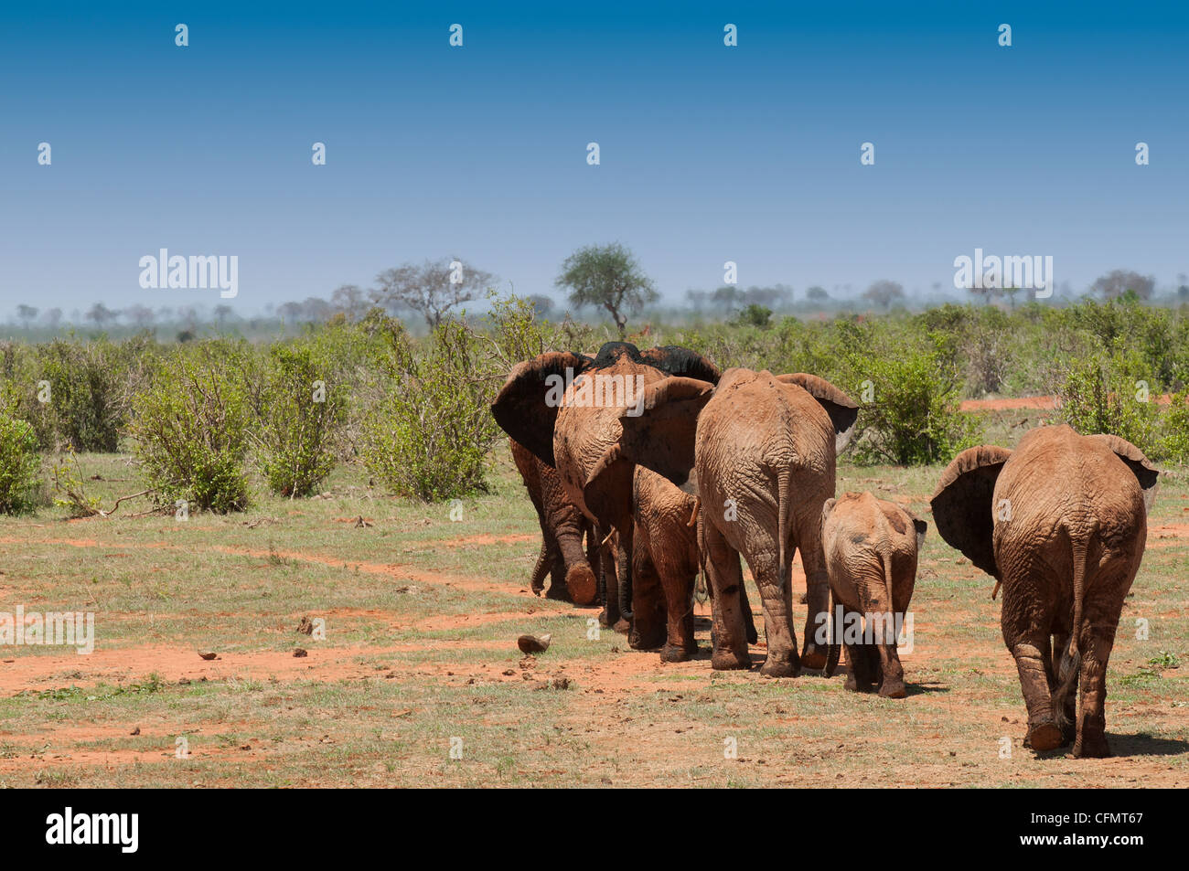 elephants walking in Tsavo East, Kenya Stock Photo