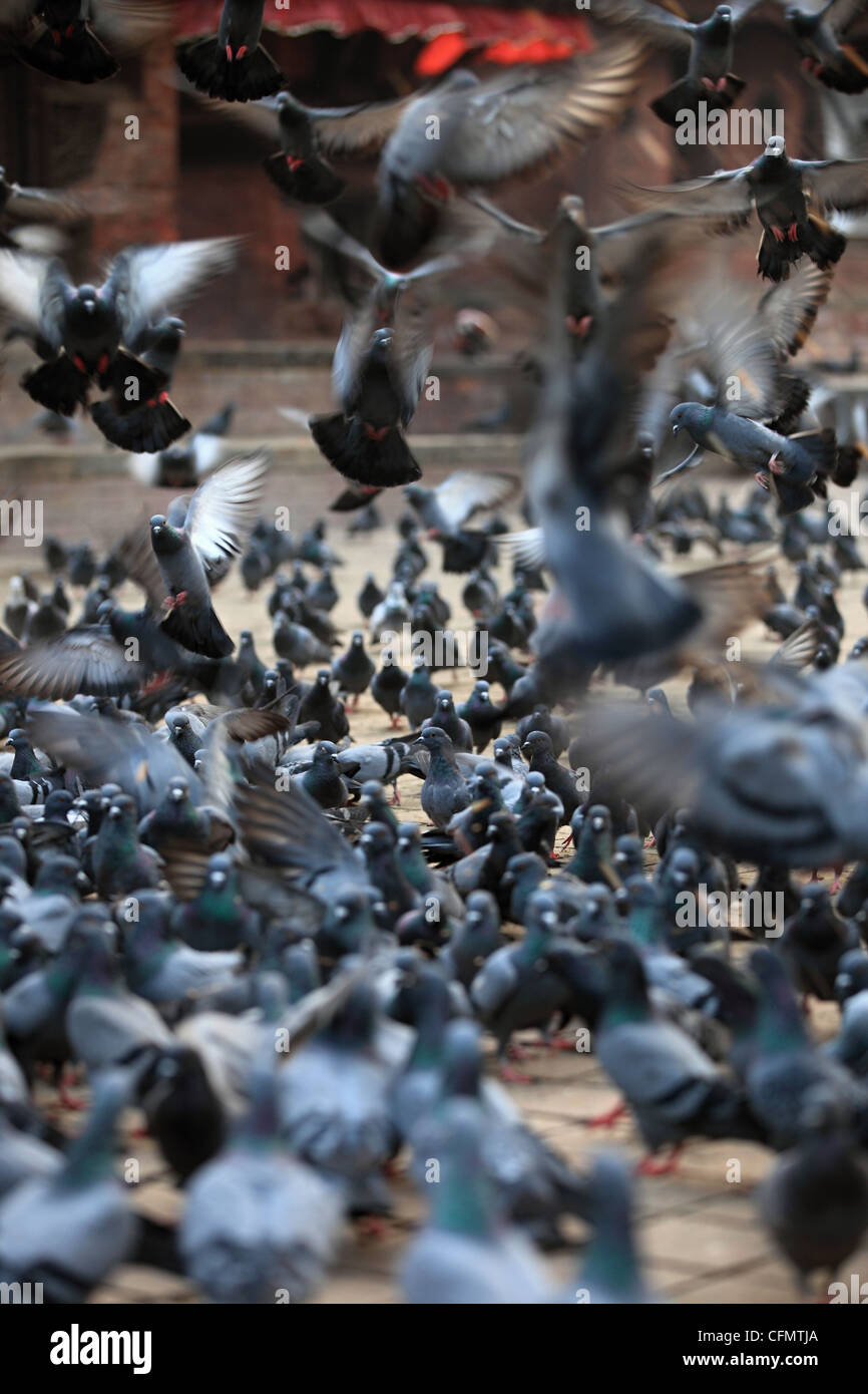 Pigeons at Durbar Square in Kathmandu Nepal Stock Photo Alamy