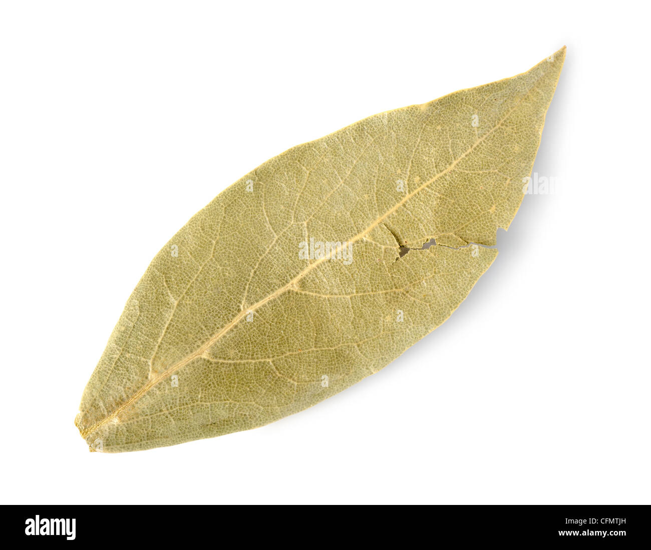 Dried bay leaf isolated on a white background Stock Photo Alamy