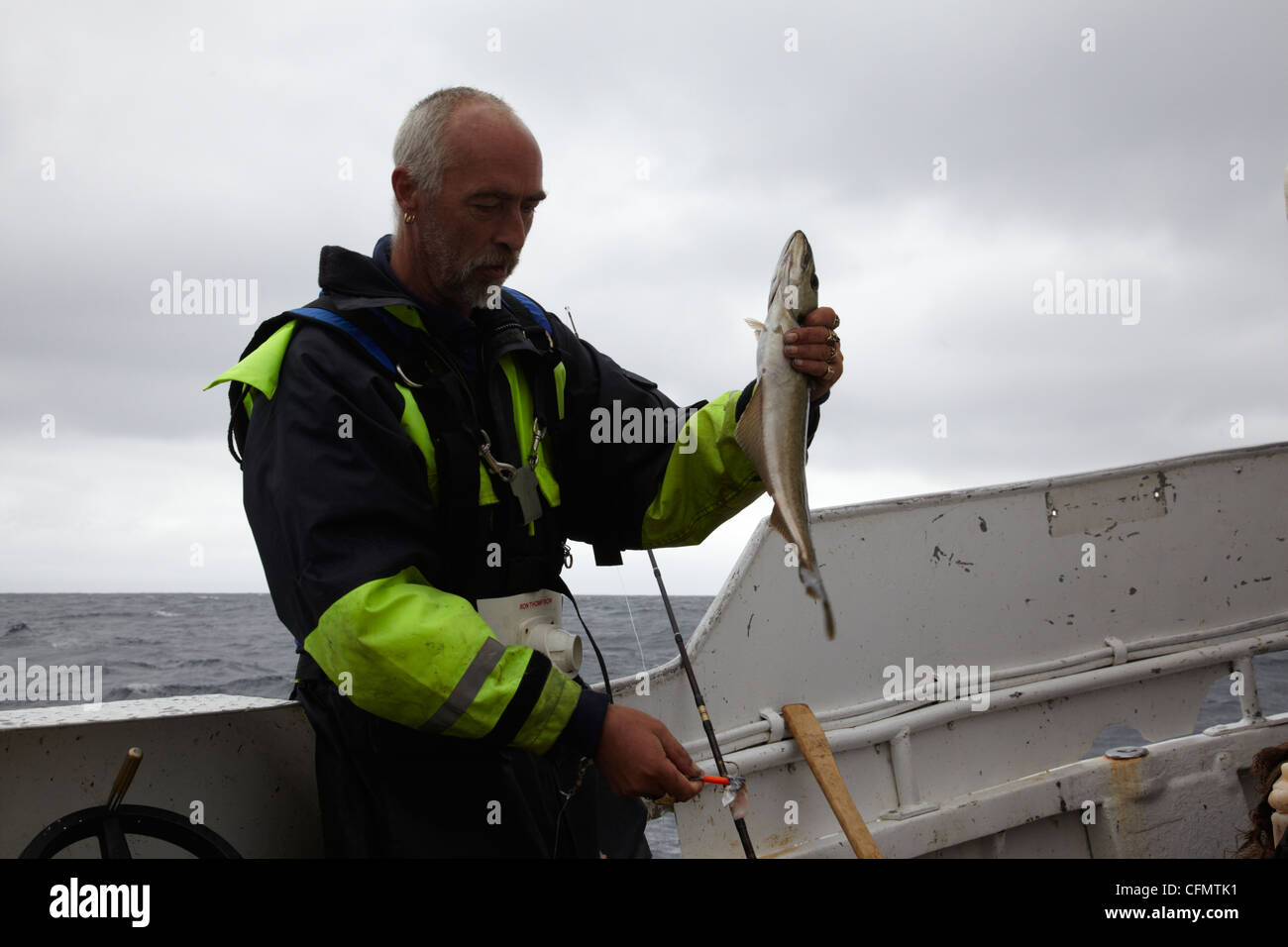 An angler holding a Saithe, (Pollachius virens) Atlantic Ocean. Norway Stock Photo