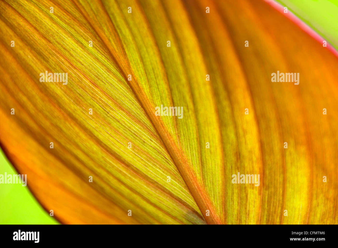 Horizontal close up of the leaf from an Indian Shot plant (Canna) in the sunshine. Stock Photo