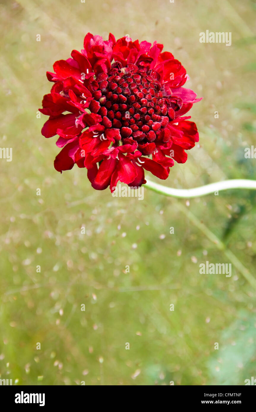 Vertical close up of a bright red scabiosa flower against agrostis nebulosa (cloud grass) in the sunshine. Stock Photo