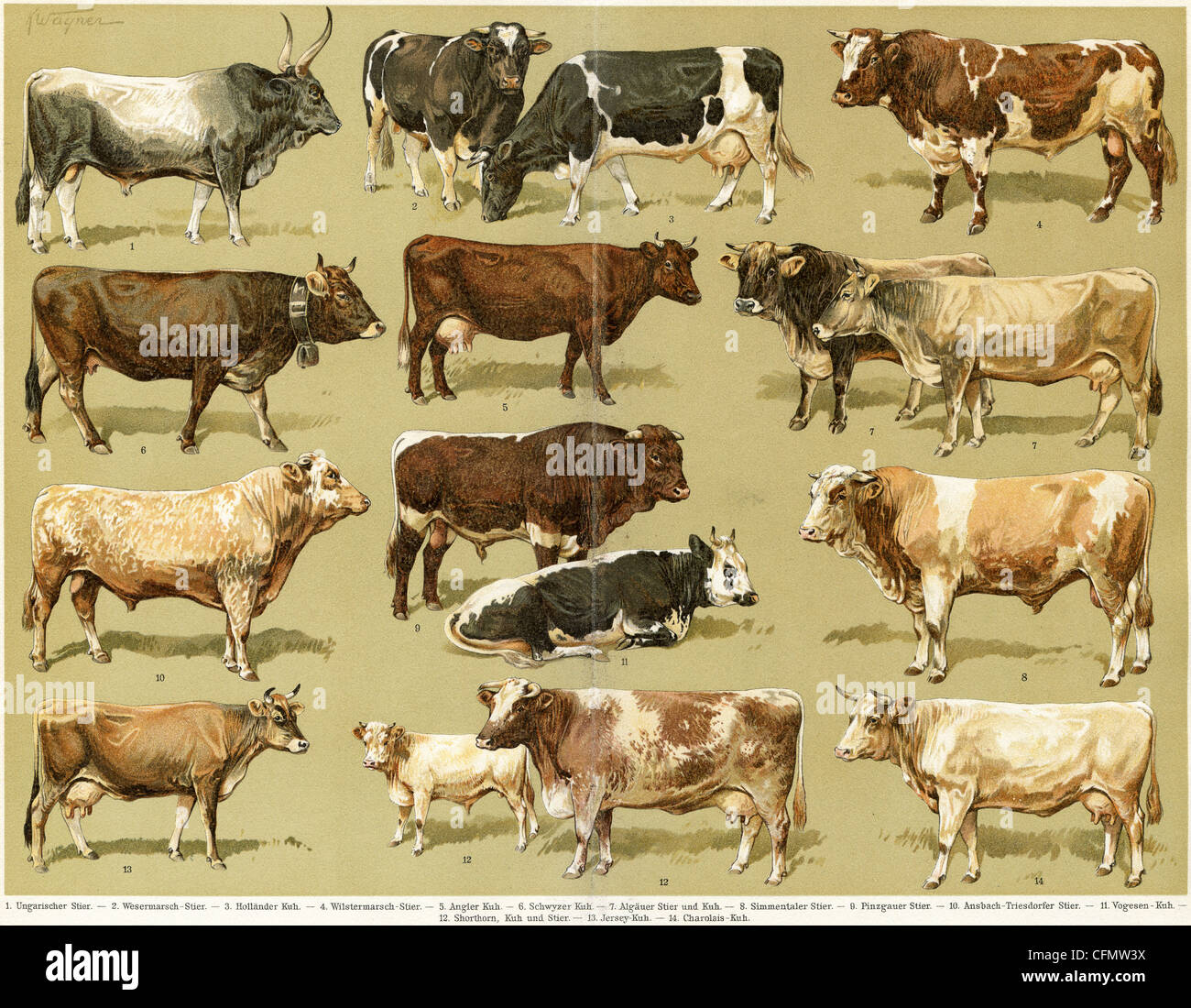 Different breeds of cows. Stock Photo